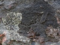 Amygdalaria panaeola 1, Saxifraga-Willem van Kruijsbergen