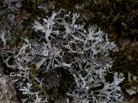 Anaptychia ciliaris, Fringe Lichen