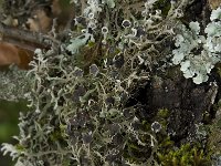 Anaptychia ciliata 1, Saxifraga-Willem van Kruijsbergen