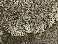 Brodoa intestiniformis 2, Saxifraga-Willem van Kruijsbergen