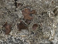 Brodoa intestiniformis 4, Saxifraga-Willem van Kruijsbergen