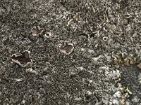 Brodoa intestiniformis 5, Saxifraga-Willem van Kruijsbergen