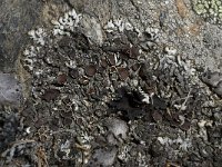 Brodoa intestiniformis 7, Saxifraga-Willem van Kruijsbergen
