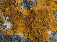 Caloplaca aurantia 2, Platte citroenkorst, Saxifraga-Willem van Kruijsbergen