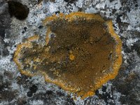 Caloplaca aurantia 4, Platte citroenkorst, Saxifraga-Willem van Kruijsbergen