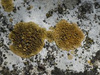 Caloplaca flavescens 1, Gelobde citroenkorst, Saxifraga-Willem van Kruijsbergen