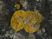 Caloplaca flavescens 10, Gelobde citroenkorst, Saxifraga-Willem van Kruijsbergen