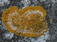 Caloplaca flavescens 11, Gelobde citroenkorst, Saxifraga-Willem van Kruijsbergen