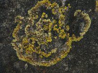 Caloplaca flavescens 9, Gelobde citroenkorst, Saxifraga-Willem van Kruijsbergen