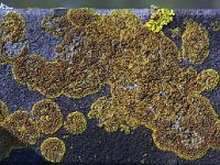 Caloplaca saxicola : Caloplaca saxicola, Rock jewel lichen, Sinaasappelkorst
