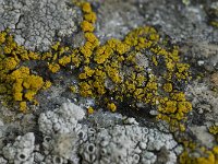 Candelariella aurella 1, Saxifraga-Willem van Kruijsbergen