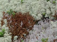 Cetraria islandica, Iceland Moss