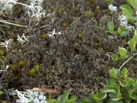 Cetraria islandica ssp crispiformis 11, IJslands mos, Saxifraga-Willem van Kruijsbergen