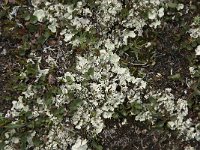 Cetrelia olivetorum 7, Saxifraga-Jan van der Straaten