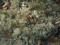 Cladonia arbuscula 6, Gebogen rendiermos, Saxifraga-Jan van der Straaten