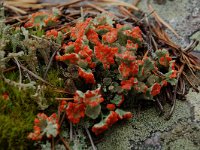 Cladonia borealis, Boreal Cup Lichen