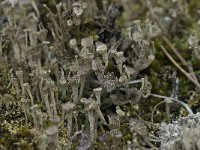 Cladonia chlorophaea 1, Fijn bekermos, Saxifraga-Willem van Kruijsbergen
