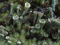 Pixy Cup lichen  Pixy Cup lichen (Cladonia chlorophaea) between mosses : Growth, cladonia, lichen, lichens, moss, mosses, natural, nature, pixy cup