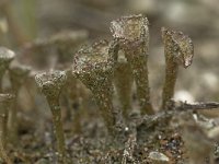 Cladonia chlorophaea 2, Fijn bekermos, Saxifraga-Willem van Kruijsbergen