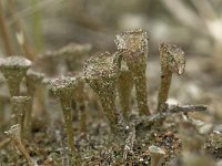 Cladonia chlorophaea 3, Fijn bekermos, Saxifraga-Willem van Kruijsbergen