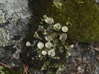 Cladonia chlorophaea 5, Fijn bekermos, Saxifraga-Jan van der Straaten