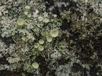 Cladonia chlorophaea 8, Fijn bekermos, Saxifraga-Jan van der Straaten