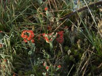 Cladonia coccifera 10, Rood bekermos, Saxifraga-Willem van Kruijsbergen