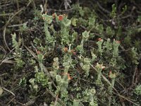 Cladonia coccifera 15, Rood bekermos, Saxifraga-Willem van Kruijsbergen