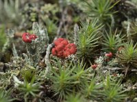 Cladonia coccifera 19, Rood bekermos, Saxifraga-Willem van Kruijsbergen