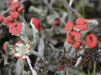 Cladonia coccifera 23, Rood bekermos, Saxifraga-Tom Heijnen