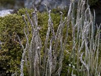 Cladonia cornuta 1, Gevlekt heidestaartje, Saxifraga-Willem van Kruijsbergen