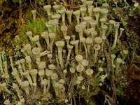 Cladonia fimbriata 1, Kopjes-bekermos, Saxifraga-Jan van der Straaten