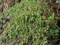 Cladonia fimbriata 2, Kopjes-bekermos, Saxifraga-Rutger Barendse