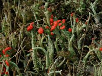 Cladonia floerkeana, Bengal Match Lichen