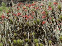 Cladonia floerkeana 10, Rode heidelucifer, Saxifraga-Willem van Kruijsbergen