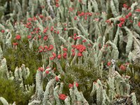 Cladonia floerkeana 11, Rode heidelucifer, Saxifraga-Willem van Kruijsbergen