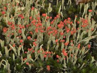 Cladonia floerkeana 12, Rode heidelucifer, Saxifraga-Willem van Kruijsbergen