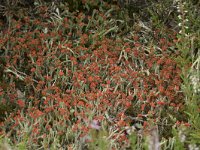 Cladonia floerkeana 13, Rode heidelucifer, Saxifraga-Willem van Kruijsbergen