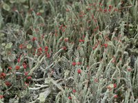 Cladonia floerkeana 16, Rode heidelucifer, Saxifraga-Willem van Kruijsbergen