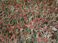 Cladonia floerkeana 18, Rode heidelucifer, Saxifraga-Willem van Kruijsbergen