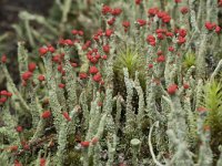 Cladonia floerkeana 19, Rode heidelucifer, Saxifraga-Willem van Kruijsbergen