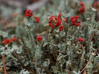 Cladonia floerkeana 2, Rode heidelucifer, Saxifraga-Willem van Kruijsbergen