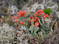 Cladonia floerkeana 24, Rode heidelucifer, Saxifraga-Luuk Vermeer