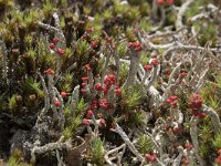 Cladonia floerkeana 28, Rode heidelucifer, Saxifraga-Willem van Kruijsbergen