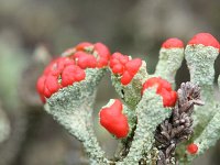 Cladonia floerkeana 4, Rode heidelucifer, Saxifraga-Rutger Barendse