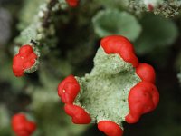Cladonia floerkeana 5, Rode heidelucifer, Saxifraga-Rutger Barendse