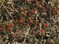 Cladonia floerkeana 6, Rode heidelucifer, Saxifraga-Jan van der Straaten