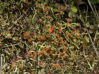 Cladonia floerkeana 7, Rode heidelucifer, Saxifraga-Willem van Kruijsbergen