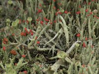 Cladonia floerkeana 8, Rode heidelucifer, Saxifraga-Willem van Kruijsbergen