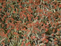 Cladonia floerkeana 9, Rode heidelucifer, Saxifraga-Willem van Kruijsbergen